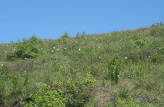 Paeonia lactiflora