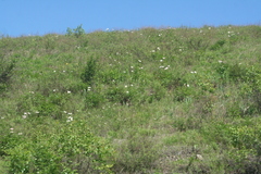 Paeonia lactiflora