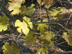 Vitis girdiana