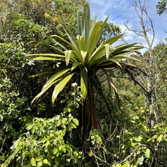 Cordyline indivisa