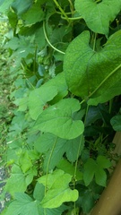 Cynanchum laeve