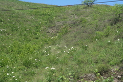 Paeonia lactiflora