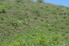 Paeonia lactiflora