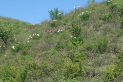 Paeonia lactiflora