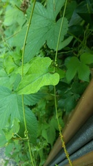 Cynanchum laeve