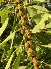 Ficus petersii