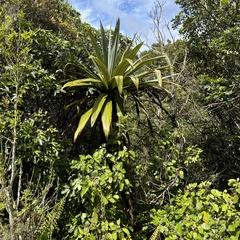Cordyline indivisa