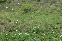 Paeonia lactiflora