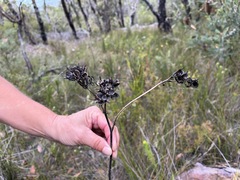 Haemodorum corymbosum