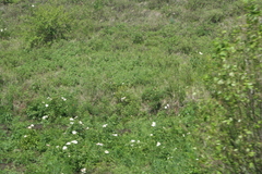 Paeonia lactiflora