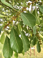 Ficus petersii