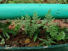 Cheilanthes tenuifolia