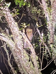 Ninox novaeseelandiae