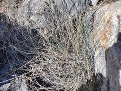 Funastrum hirtellum