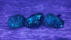 Ciboria amentacea