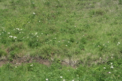Paeonia lactiflora