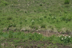 Paeonia lactiflora