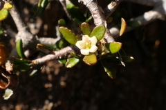 Pittosporum anomalum
