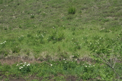 Paeonia lactiflora