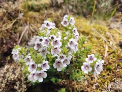 Euphrasia gibbsiae