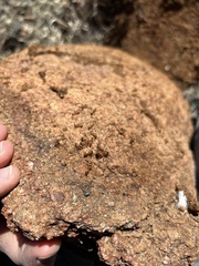 Camponotus sansabeanus