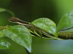Anolis krugi