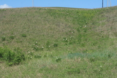 Paeonia lactiflora