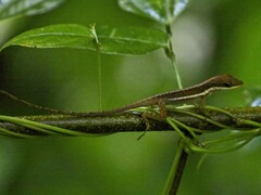 Anolis krugi