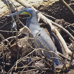 Tigrisoma fasciatum
