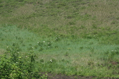 Paeonia lactiflora