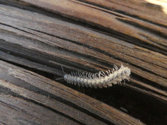 Nearctodesmidae