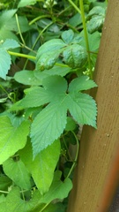 Humulus scandens
