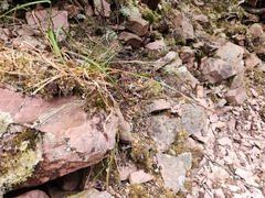 Luzula novae-cambriae