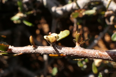 Pittosporum anomalum