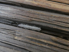 Nearctodesmidae