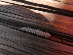 Nearctodesmidae