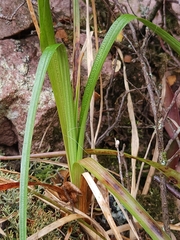 Luzula novae-cambriae