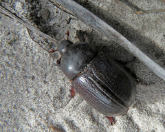 Cheiroplatys latipes