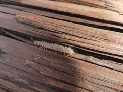 Nearctodesmidae