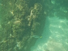 Prionurus laticlavius