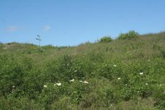 Paeonia lactiflora