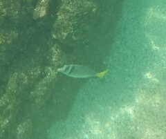 Prionurus laticlavius