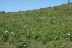 Paeonia lactiflora