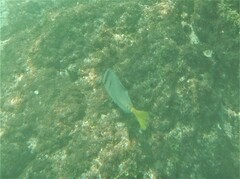 Prionurus laticlavius