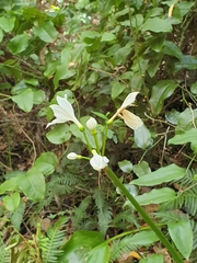 Proiphys cunninghamii