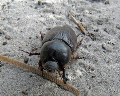 Cheiroplatys latipes