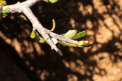 Pittosporum anomalum