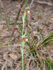 Lyperanthus serratus