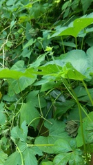 Cynanchum laeve