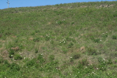 Paeonia lactiflora